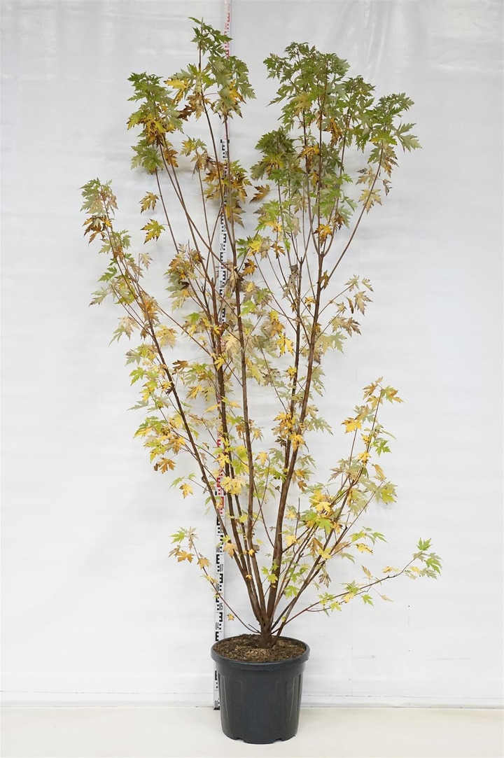 Klevas sidabrinis (Lot Acer saccharinum)  C70 300-350 CM