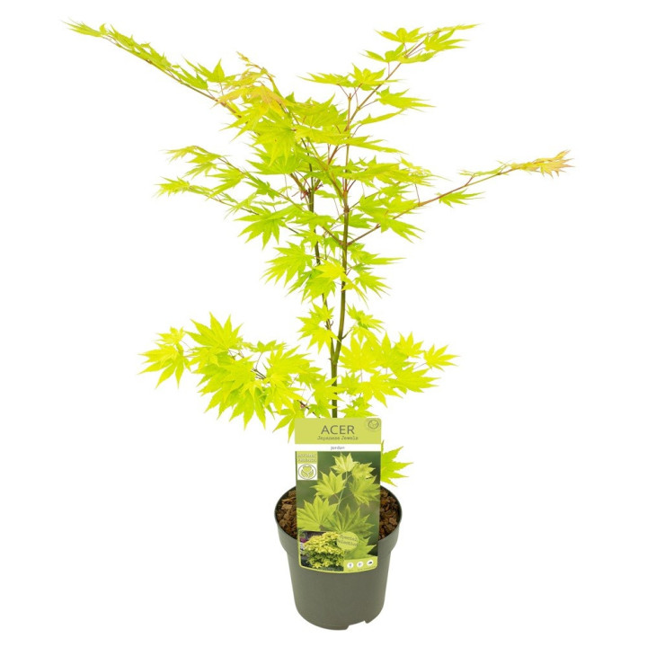 Klevas geltonasis  (Lot Acer shirasawanum) 'Jordan' C3/P19 20-25 CM