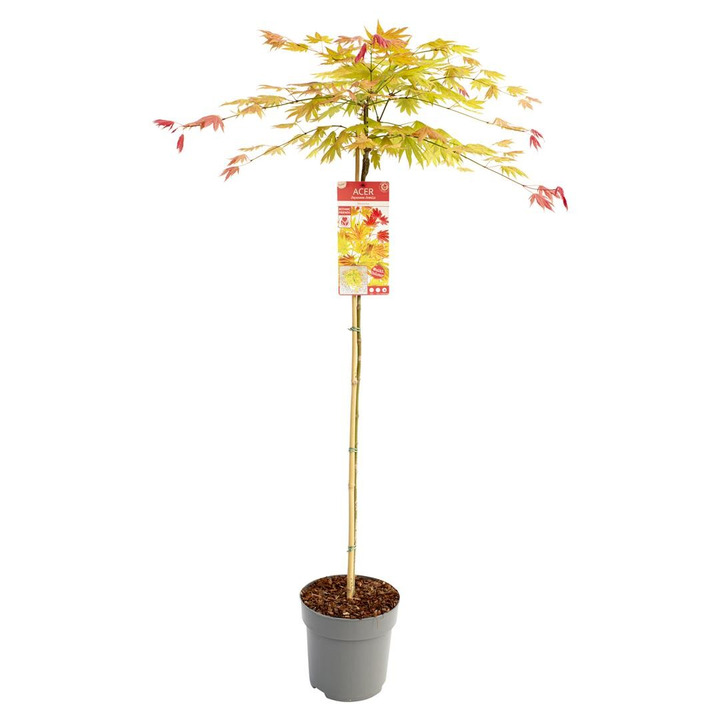 Klevas geltonasis  (Lot Acer shirasawanum) 'Moonrise' C7,5/P26 STIEBAS 60 CM