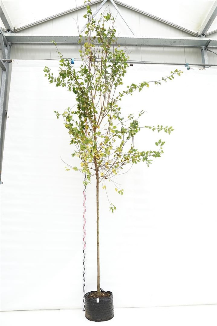 Klevas totorinis - ginnalinis (Lot Acer tataricum)  C30 KAMIENO APIMTIS 12-14 CM STANDARD