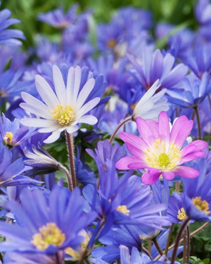 Malonioji plukė (Lot Anemone blanda)  PER 50, SIZE 4/5