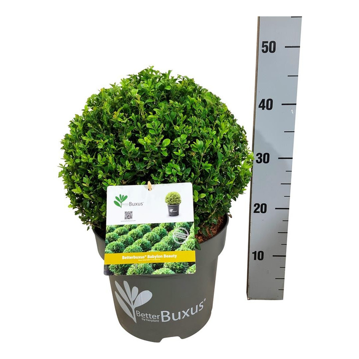 Buksmedis BetterBuxus®  (Lot BetterBuxus) 'Babylon Beauty' C7,5/P26 30 CM BALL