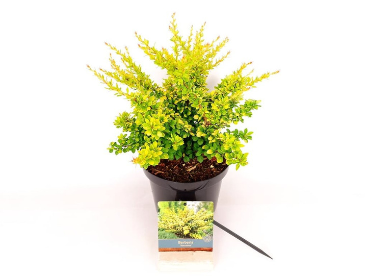 Raugerškis tunbergo  (Lot Berberis thunb.) 'Sunsation' C3/P19 30-40 CM