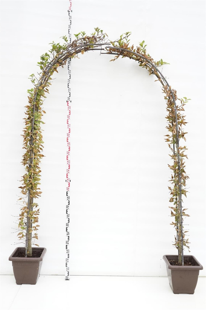 Skroblas paprastasis (Lot Carpinus betulus)
