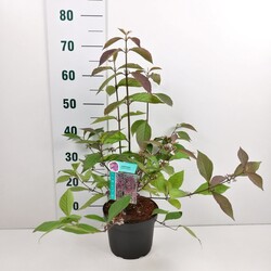 Vaisuolė azijinė (Lot Callicarpa bod.) 'Profusion' C3/P19 40-50 CM - nuotrauka 2