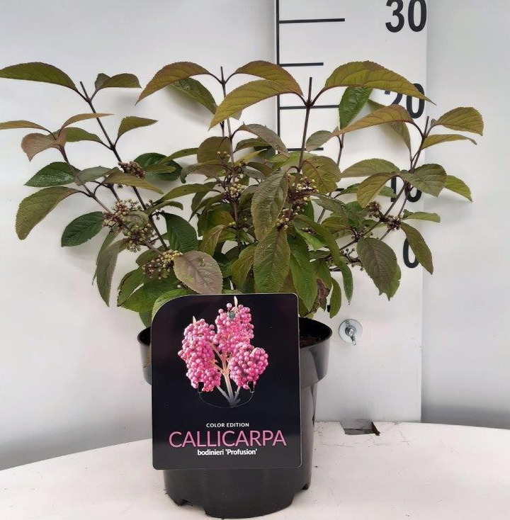 Vaisuolė azijinė (Lot Callicarpa bod.) 'Profusion' C4,5/P22 40-50 CM