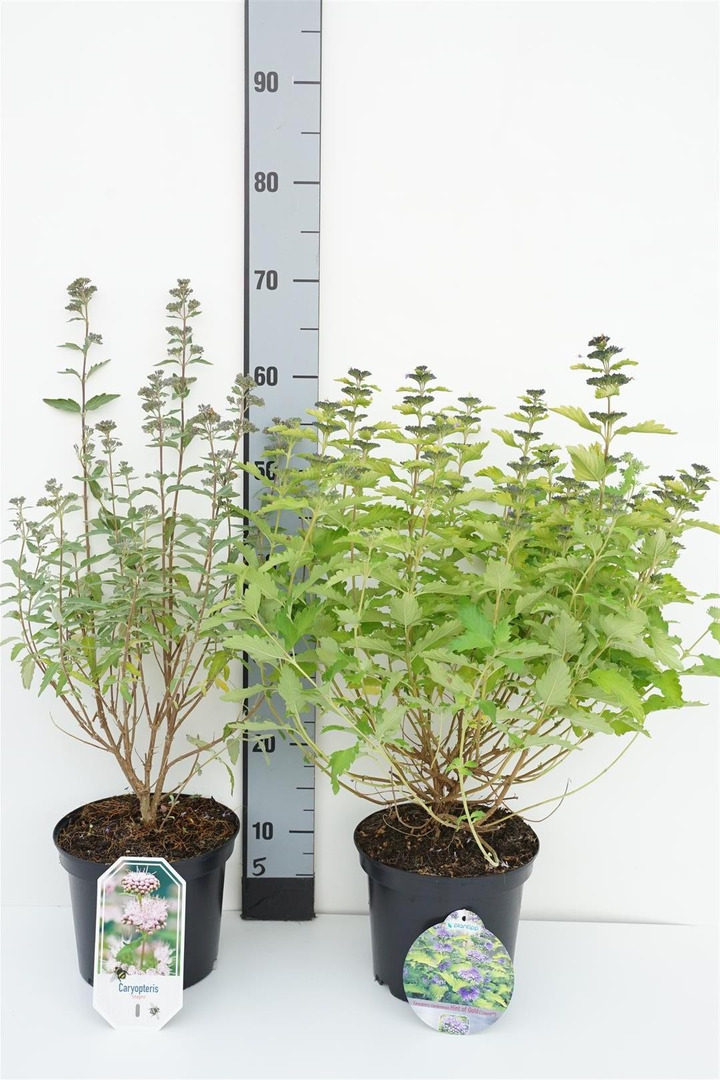 Dailioji sėpenė MIX (Lot Caryopteris cl. in)  10x 'Hint of Gold' & 11x 'Sterling Silver' C3/P19 25-30 CM