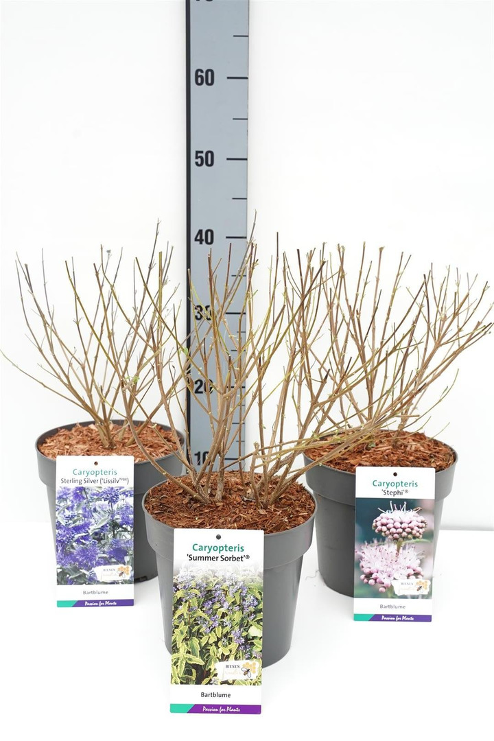 Dailioji sėpenė MIX (Lot Caryopteris cl. in)   C3/P19 40 CM Blue Knight', 'Grand Bleu', 'Pink Perfection', 'Stephi', 'Sterling S