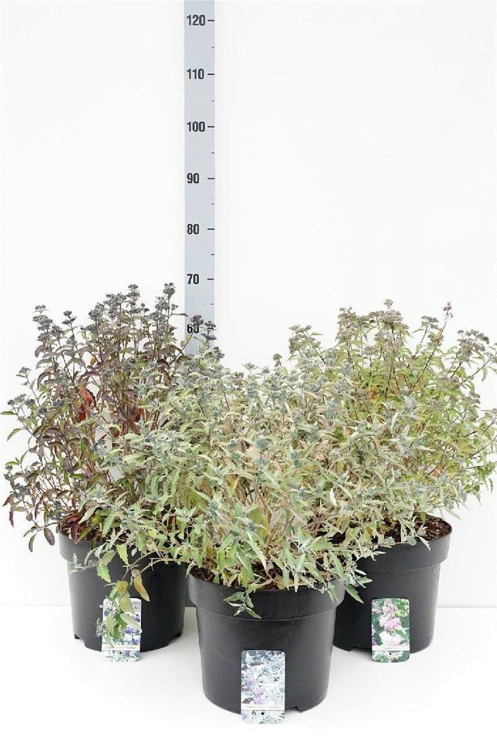 Dailioji sėpenė MIX (Lot Caryopteris cl. in)  5x2 'Grand Bleu', 'Hint of Gold', 'Stephii', 'St. Silver' & 'Thetis' C10 40-50 CM