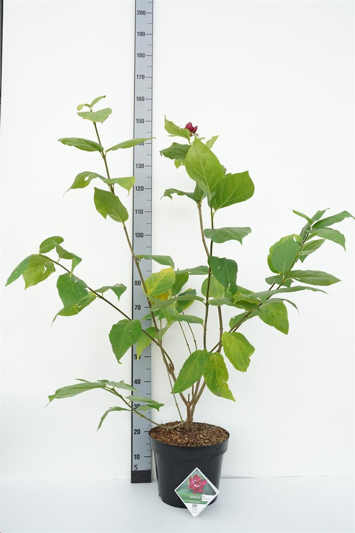 Kalikantas puošnusis (Lot Calycanthus flor.) 'Aphrodite' C12 80-100 CM