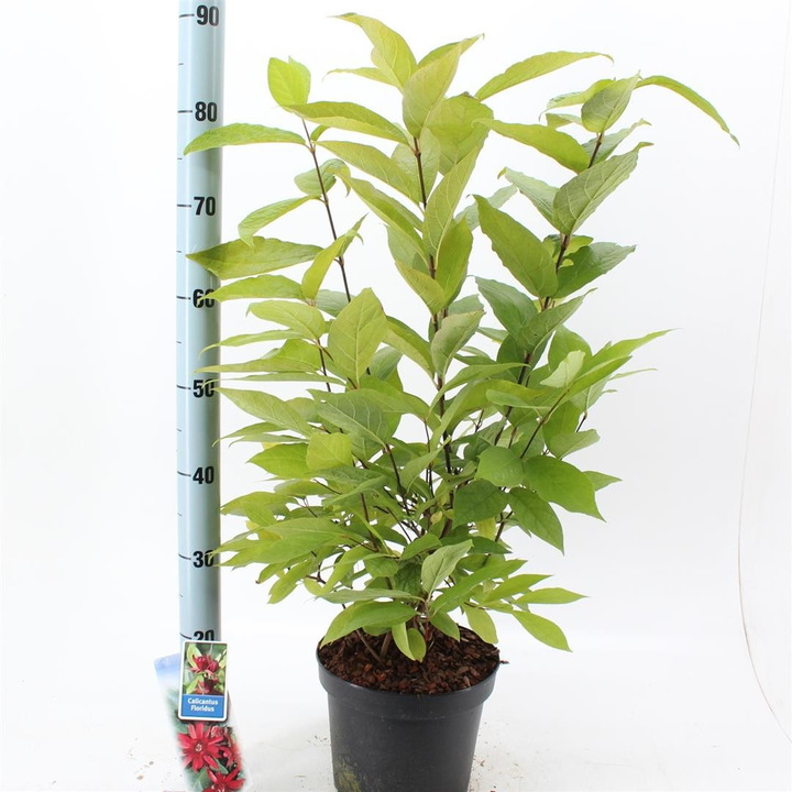 Kalikantas puošnusis (Lot Calycanthus floridus)  C15 50-60 CM