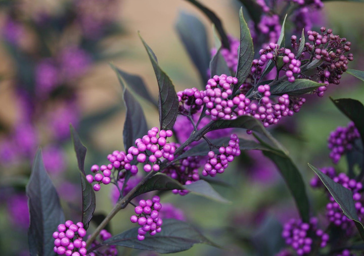 Vaisuolė (Lot Callicarpa) 'Pearl Glam' P9 JAUNI AUGALAI 20/+ CM