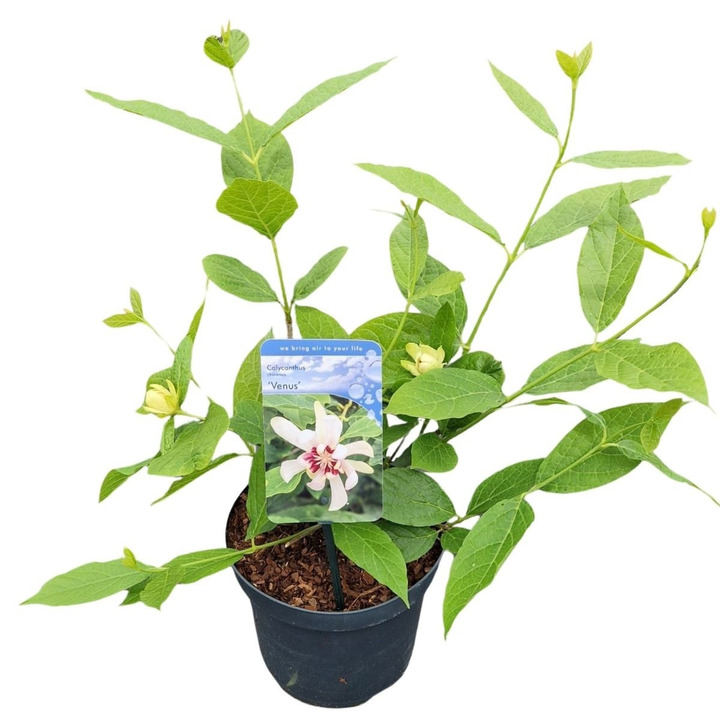 Kalikantas (Lot Calycanthus) 'Venus' C3/P19 20-25 CM