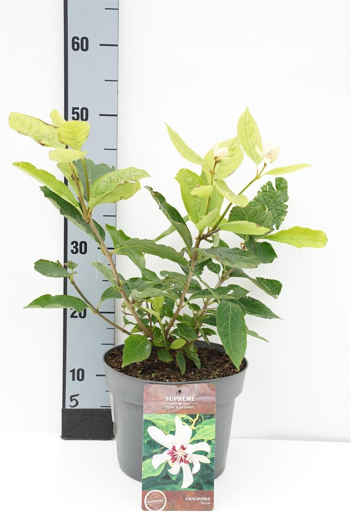 Kalikantas (Lot Calycanthus) 'Venus' C4/P21 30-40 CM