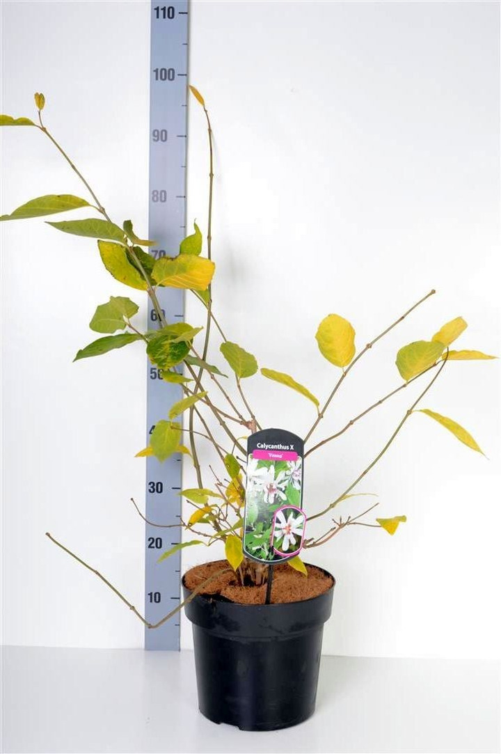 Kalikantas (Lot Calycanthus) 'Venus' C6,5/P24 60-80 CM