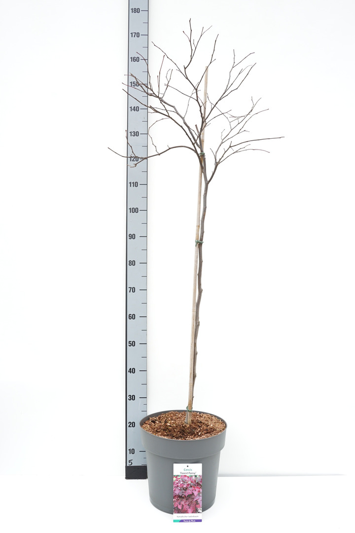 Cercis kanadinis (Lot Cercis can.) 'Forest Pansy' C10 STIEBAS 90 CM