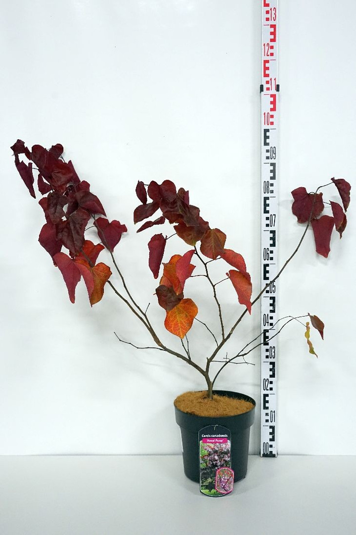 Cercis kanadinis (Lot Cercis can.) 'Forest Pansy' C6,5/P24 60-80 CM