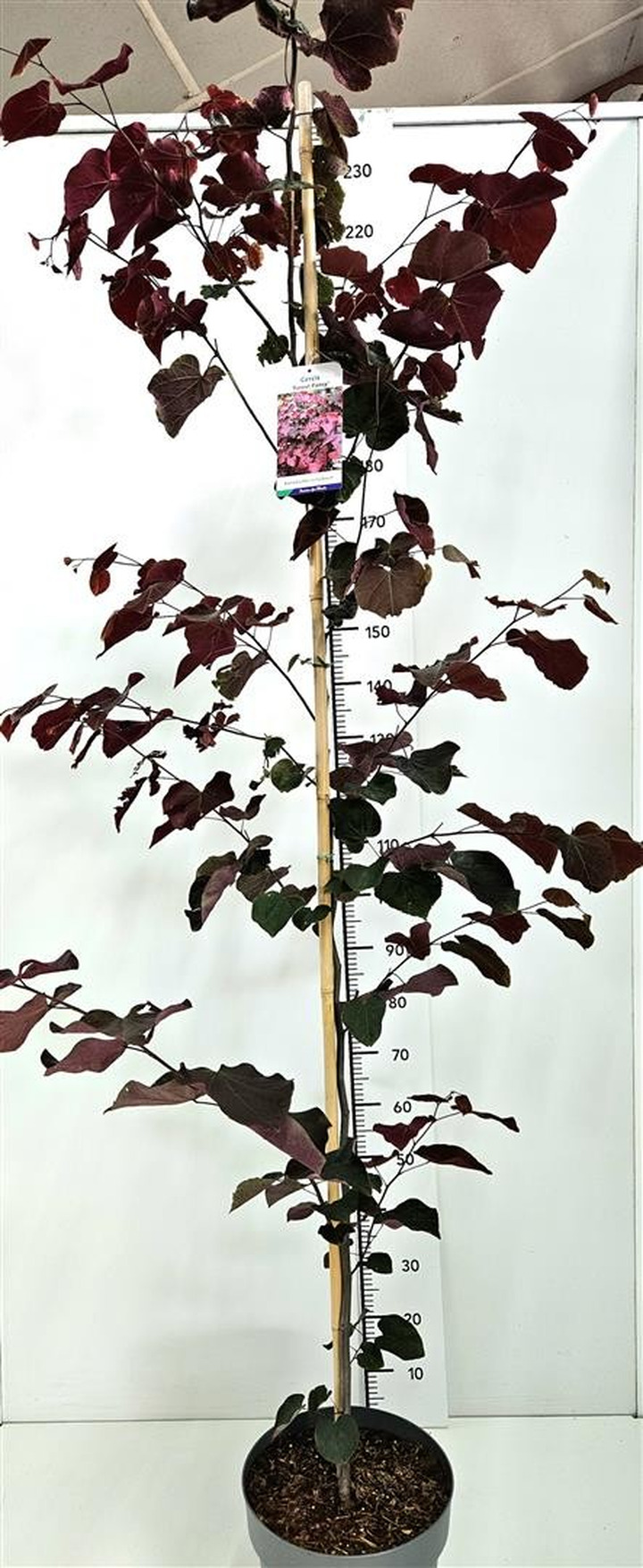 Cercis kanadinis (Lot Cercis can.) 'Forest Pansy' C12 175-200 CM