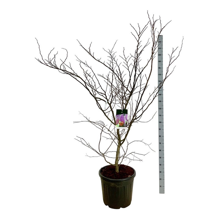 Cercis kanadinis (Lot Cercis can.) 'Forest Pansy' C55 150-175CM EXTRA