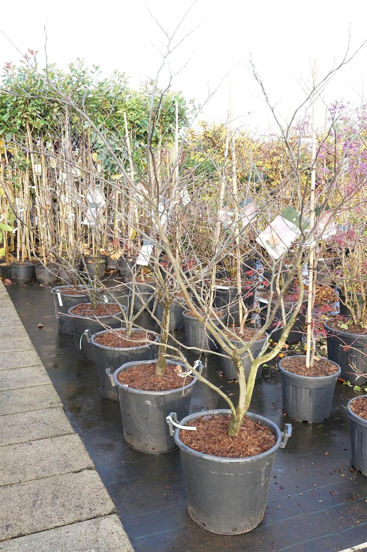 Cercis kanadinis (Lot Cercis can.) 'Forest Pansy' C55 150-175CM EXTRA