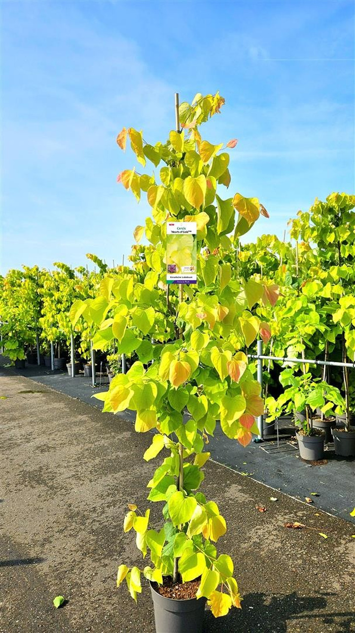 Cercis kanadinis (Lot Cercis can.) 'Heart of Gold' C12 175-200 CM