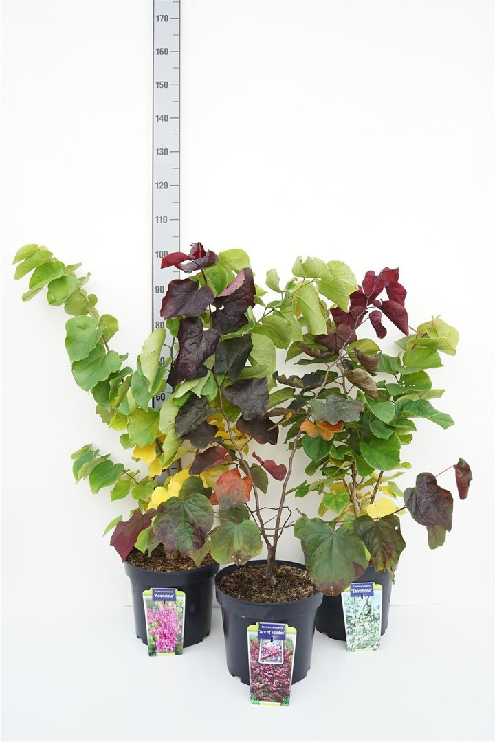 Cercis kanadinis MIX (Lot Cercis in)  C7,5/P26 60-80 CM 2x5 'Ace of Spades' & 'Avondale' & 2x1 'Shirobana'