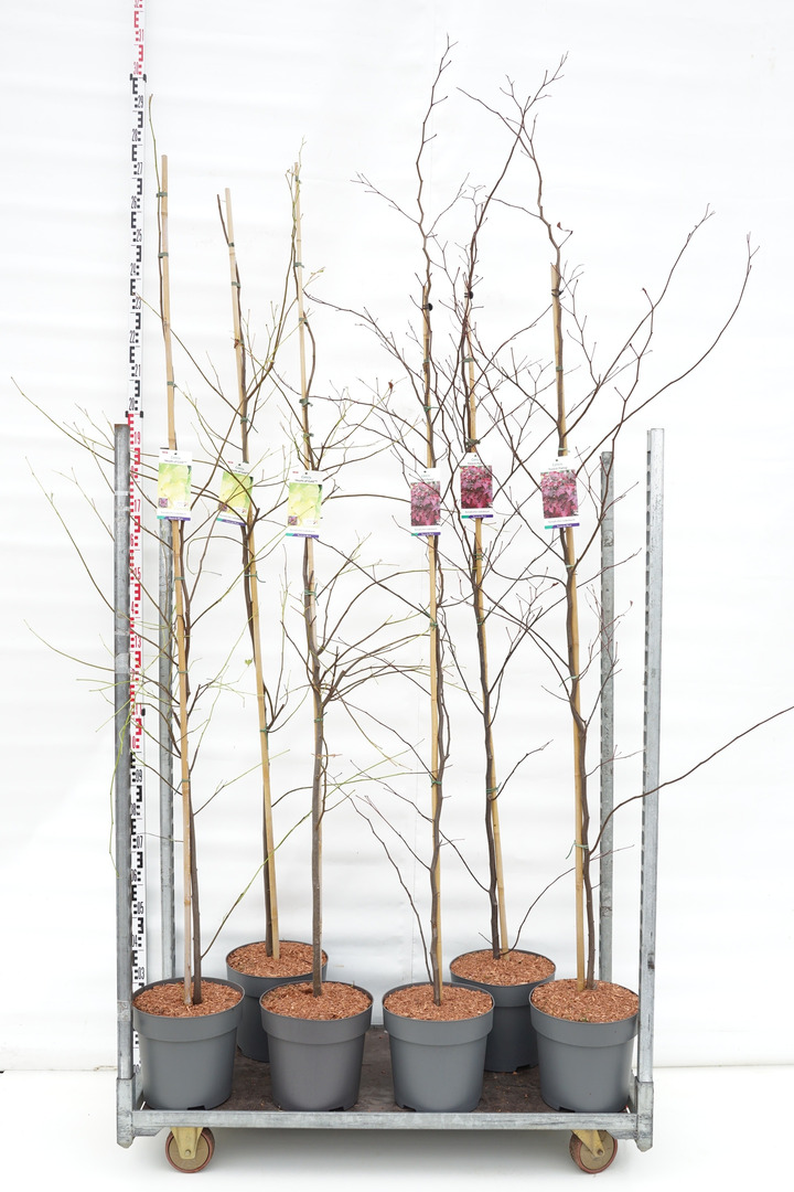 Cercis kanadinis MIX (Lot Cercis in)  C12 200-225 CM 2x4 'Forest Pansy' & 'Heart of Gold'