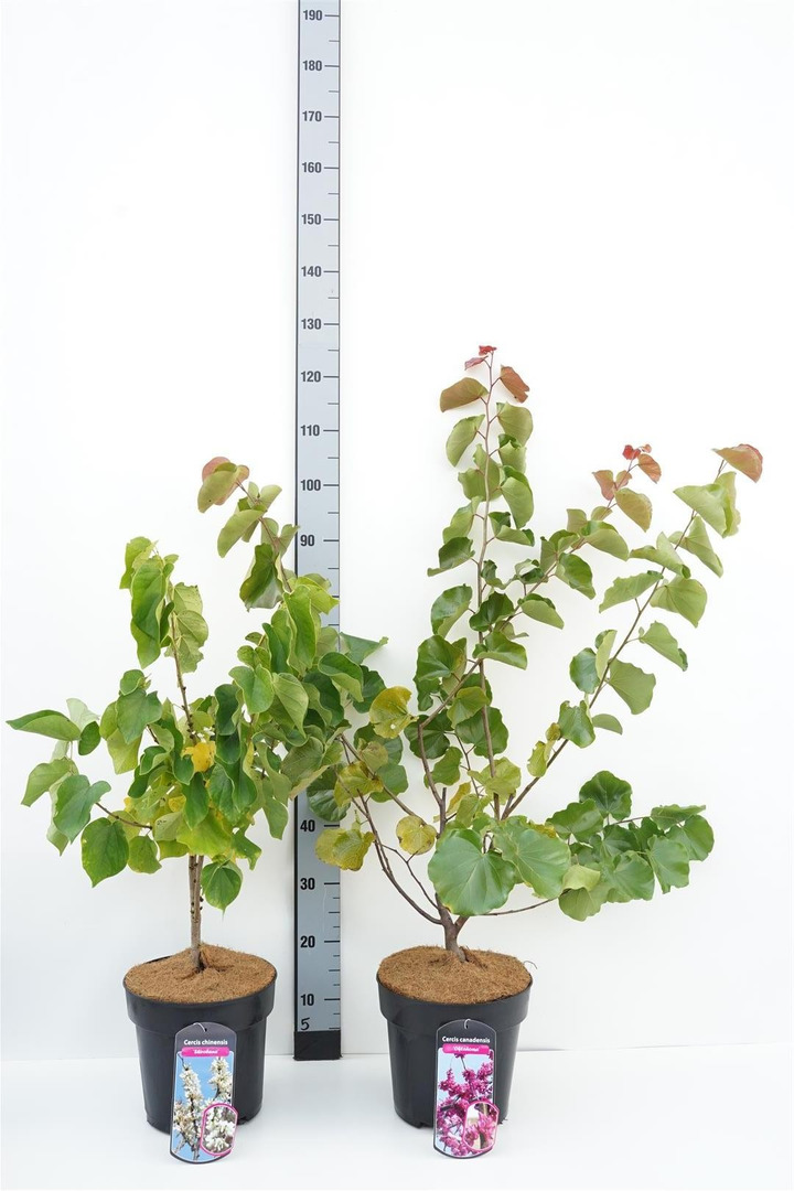 Cercis kanadinis MIX (Lot Cercis in)  C6,5/TB24 60/+ CM 8x 'Shirobana'' & 7x 'Oklahoma'