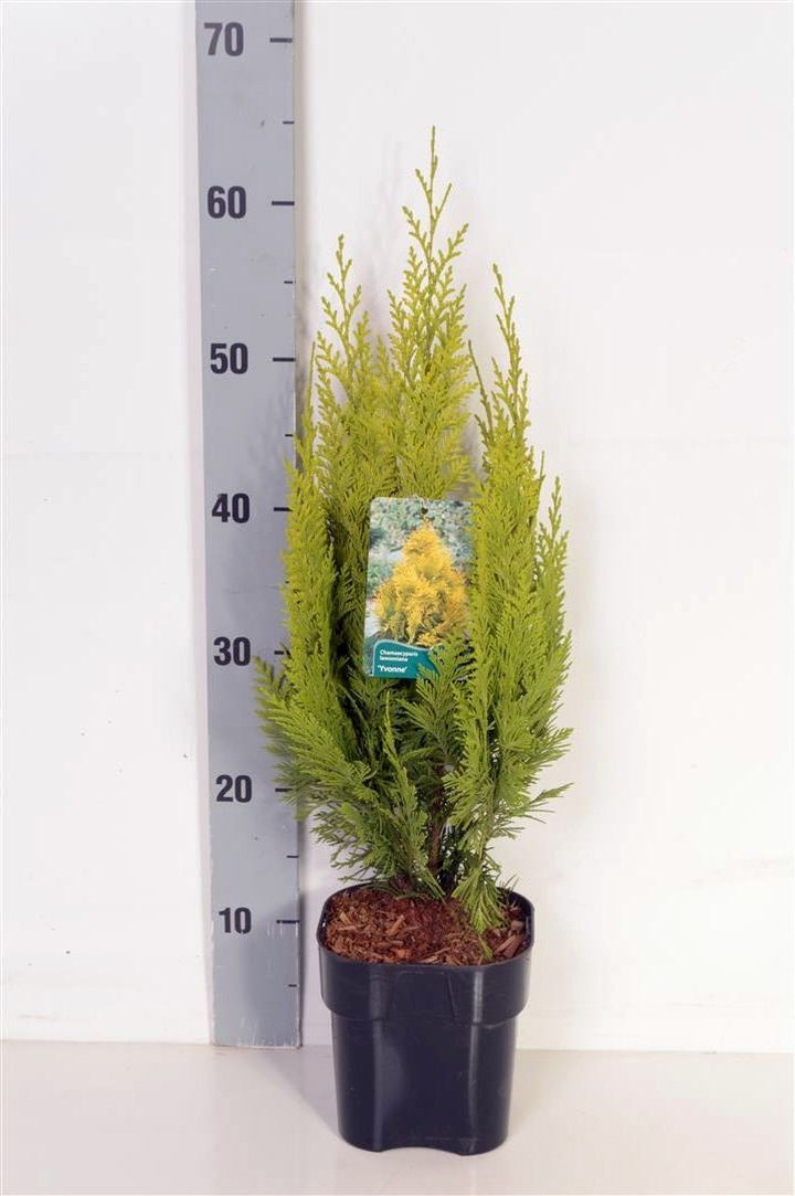 Puskiparisis lausono (Lot Chamaecyparis l.) 'Ivonne' C2/P17 25-30 CM