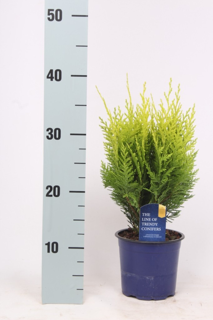 Puskiparisis lausono (Lot Chamaecyparis l.) 'Stardust' C1/P13 25-30 CM