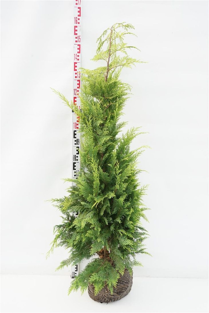 Puskiparisis lausono (Lot Chamaecyparis l.) 'Stardust' 125-150 CM RB
