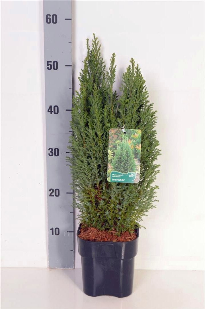 Puskiparisis lausono (Lot Chamaecyparis l.) 'Snow White' C2/P17 20-25 CM