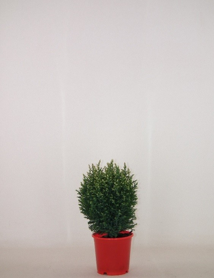 Puskiparisis lausono (Lot Chamaecyparis l.) 'Snow White' C1/P13 25-30 CM