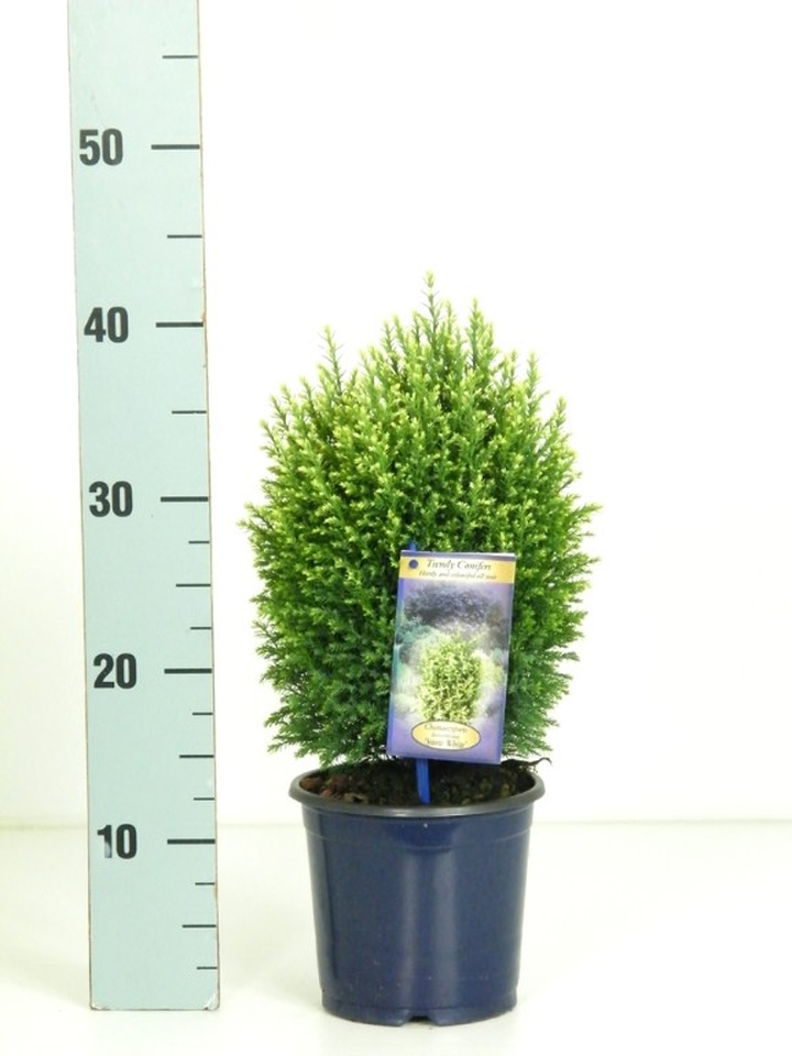 Puskiparisis lausono (Lot Chamaecyparis l.) 'Snow White' C1,5/P15 25-30 CM