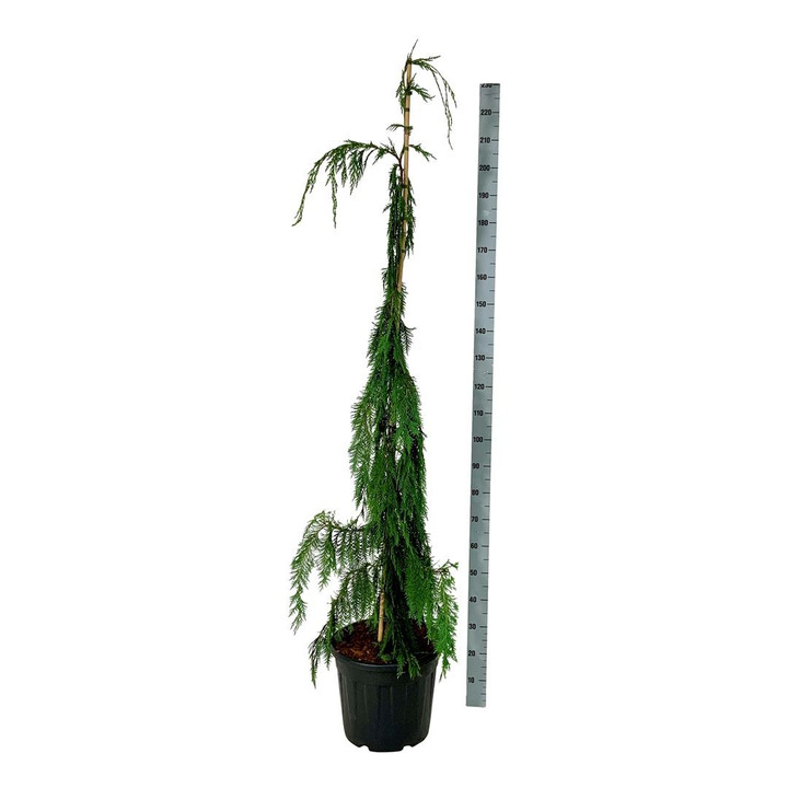 Puskiparisis nutkinis (Lot Chamaecyparis n.) 'Moonshot' C30 175-200 CM