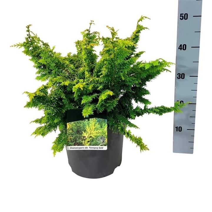 Puskiparisis bukasis (Lot Chamaecyparis o.) 'Fernspray Gold' C7,5/P26 40-50 CM