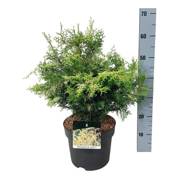 Puskiparisis bukasis (Lot Chamaecyparis o.) 'Lucas' C7,5/P26 40-50 CM