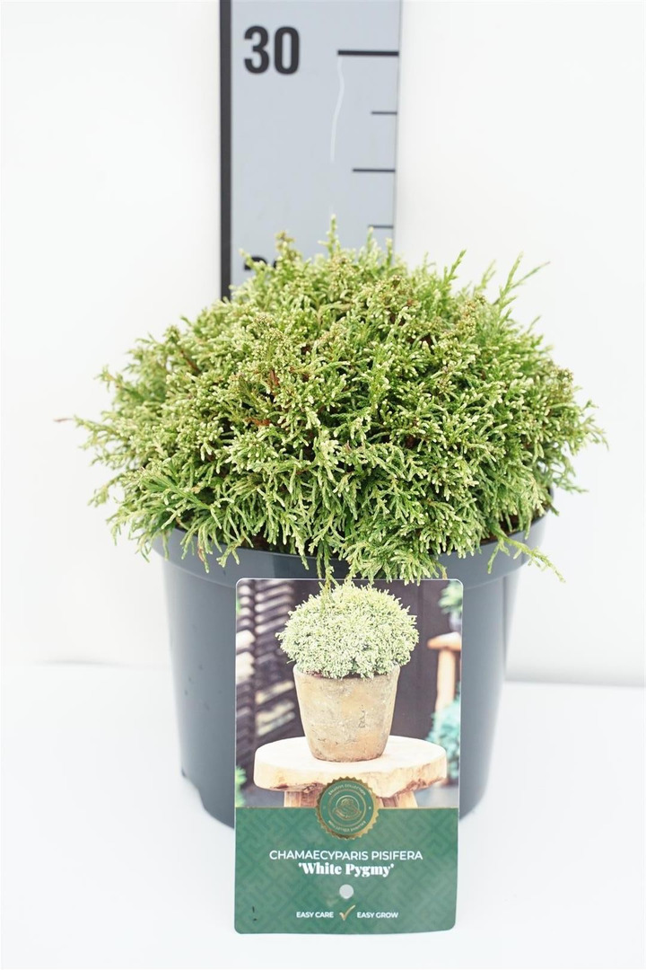 Puskiparisis bukasis (Lot Chamaecyparis o.)  C2,5/P18 15-20 CM