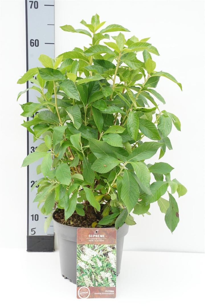 Alksnotis tikrasis (Lot Clethra alnif.) 'Hummingbird' C4/P21 40-60 CM