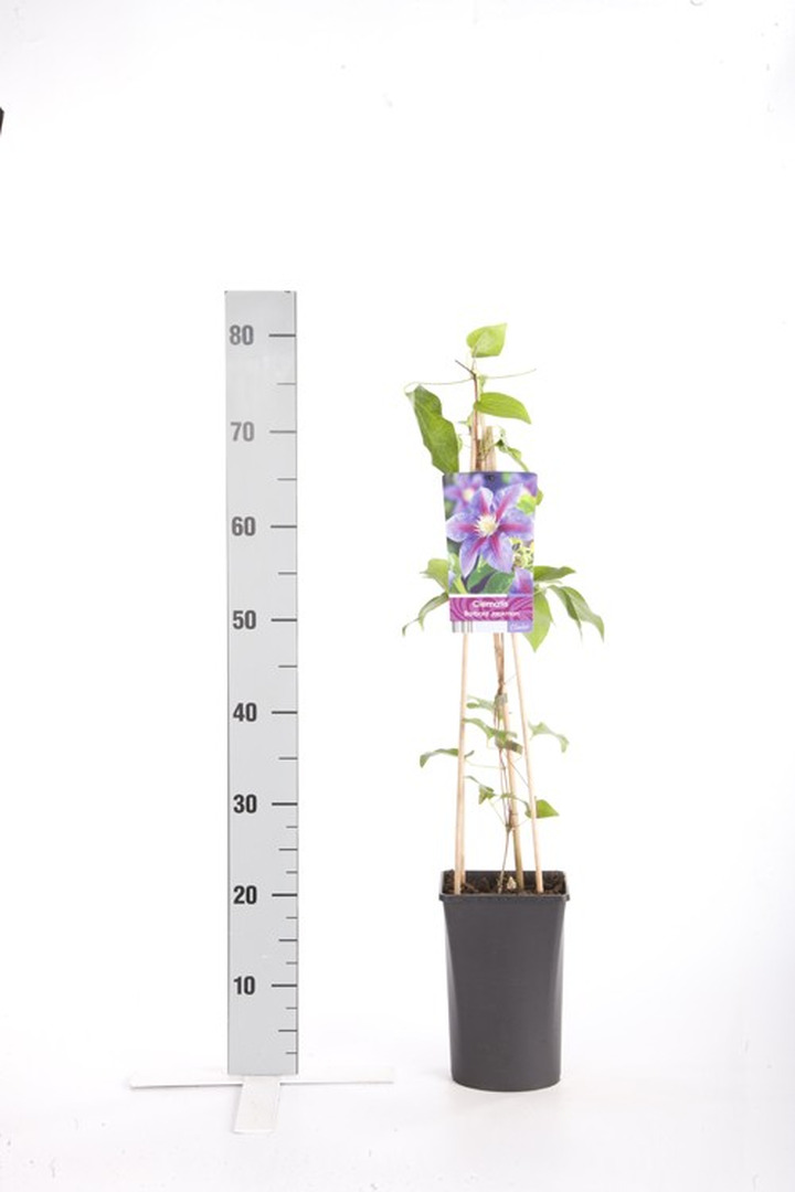 Raganė (Lot Clematis) 'Barbara Jackman' C2,5 70 CM 4 ST(SP)