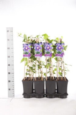 Raganė (Lot Clematis) 'Barbara Jackman' C2,5 70 CM 4 ST(SP) - nuotrauka 2