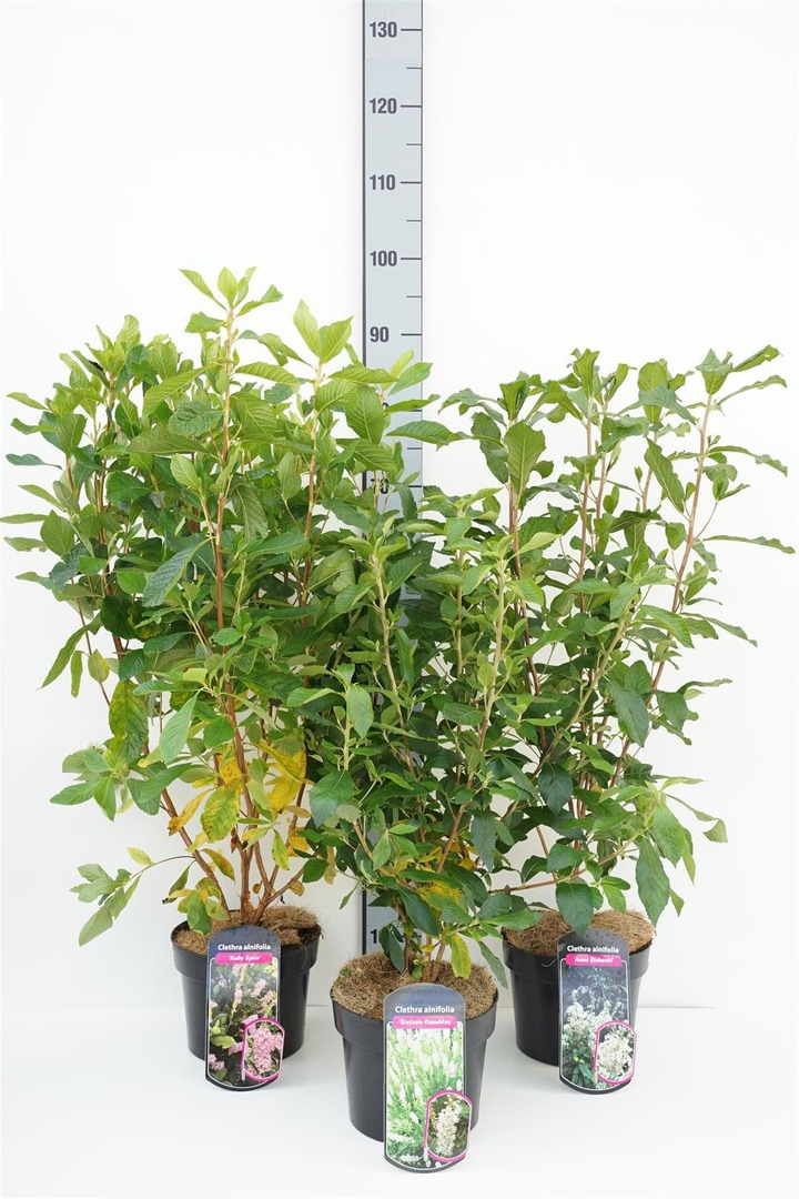 Alksnotis MIX (Lot Clethra in)  MIX 3x7 'Anna Bidwell', 'Sixteen Candless' & 'Ruby Spice' C6,5/P24 40-60 CM