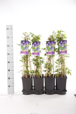 Raganė (Lot Clematis) 'Helsingborg' C2,5 70 CM 4 ST(SP) - nuotrauka 2