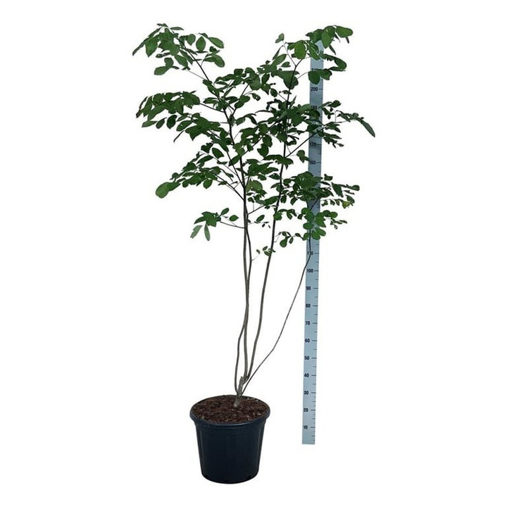 Posnis kentukinis (Lot Cladrastis kentukea)  C30 150-175CM EXTRA