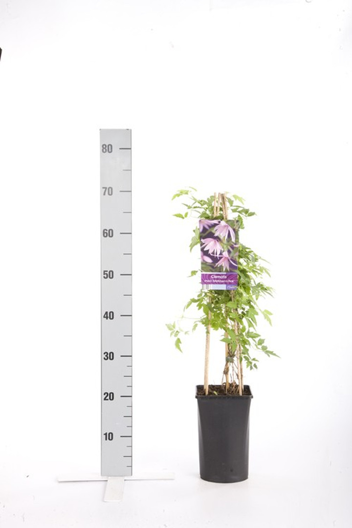 Raganė (Lot Clematis) 'Markham's Pink' C2,5 70 CM 4 ST(SP)