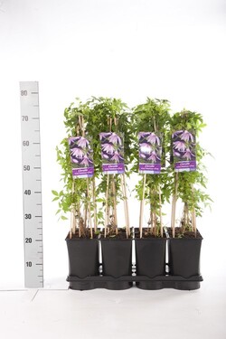 Raganė (Lot Clematis) 'Markham's Pink' C2,5 70 CM 4 ST(SP) - nuotrauka 2