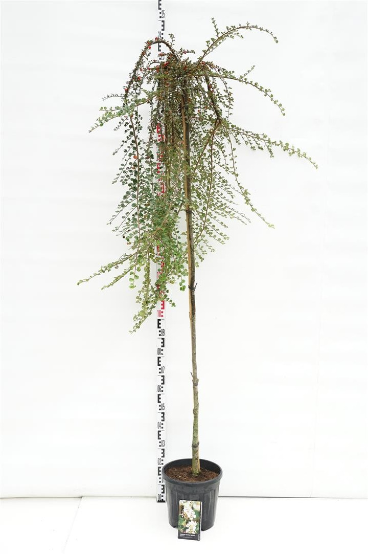 Kaulenis damerio (Lot Cotoneaster apic.) 'Blackburn' C15 STIEBAS 180 CM