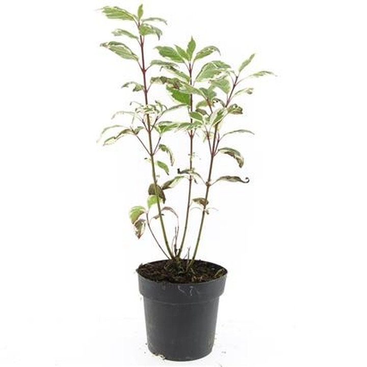 Sedula baltoji (Lot Cornus alba) 'Sibirica Variegata' C2/P17