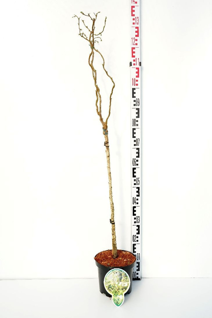 Lazdynas paprastasis  (Lot Corylus a.) 'Twister' C4/P21 STIEBAS 60 CM