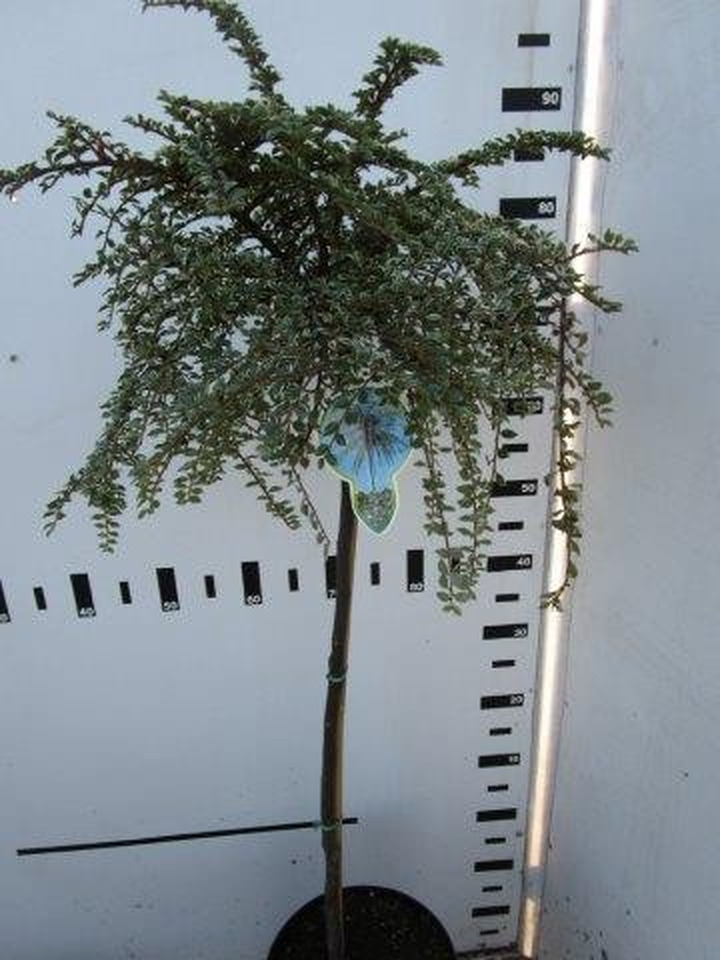 Kaulenis purpurinis (Lot Cotoneaster atrop.) 'Variegatus' C4/P21 STIEBAS 60 CM
